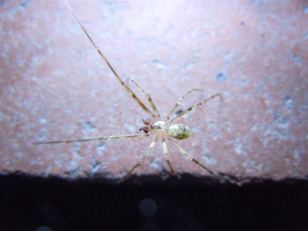 Nesticus sp.